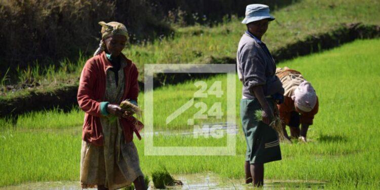 AGRICULTURE – Madagascar accuse un retard significatif sur l’utilisation d’engrais minéraux