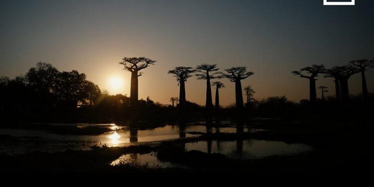 Finir son après-midi à l’Allée des baobabs