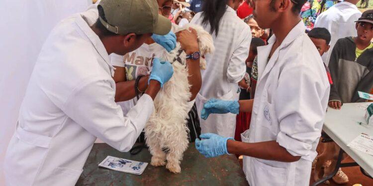SERVICE VÉTÉRINAIRE – Vaccination antirabique de masse de chiens et de chats à propriétaire à Analamanga