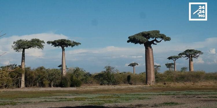 DESTINATION – Au-delà des Baobabs, l’écotourisme comme moteur local dans le Menabe