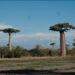 DESTINATION – Au-delà des Baobabs, l’écotourisme comme moteur local dans le Menabe