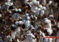 TEXTILE – Madagascar projette de relancer la filière coton dans son plan de relance économique 