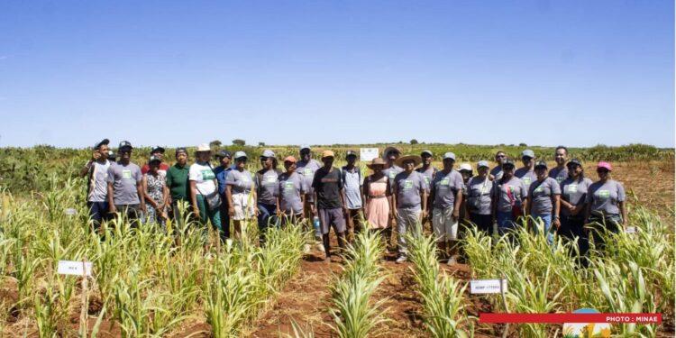 DÉVELOPPEMENT RURAL – L’innovation semencière au service d’une agriculture résiliente dans le Grand Sud