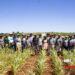 DÉVELOPPEMENT RURAL – L’innovation semencière au service d’une agriculture résiliente dans le Grand Sud