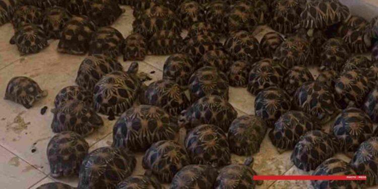 ENVIRONNEMENT – Plus de 160 tortues saisies à Toliara, trois suspects interpellés