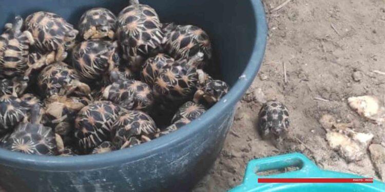 ENVIRONNEMENT – Plus de 9 000 tortues saisies en 2024-2025