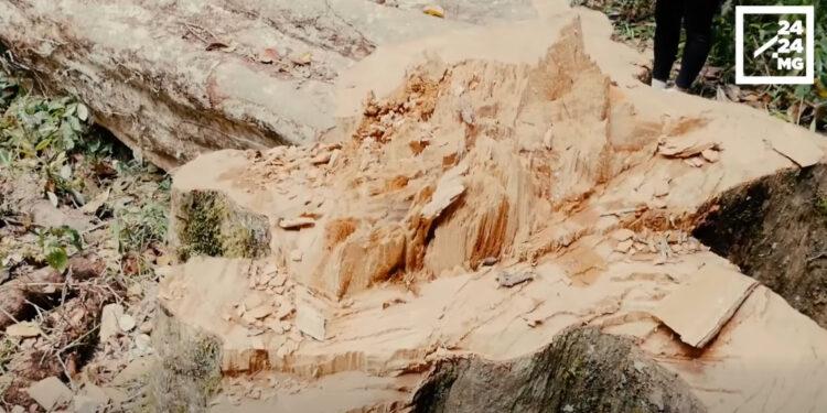 ANDASIBE – Six individus appréhendés pour coupe illégale de palissandre à Analamazaotra