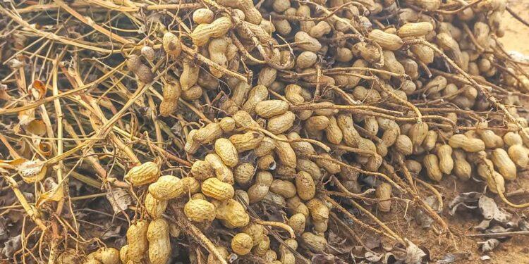 CULTURE DE RENTE – La chaîne de valeur de l’arachide se réorganise dans le Menabe