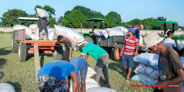 COMMERCE – Le SPM achètera jusqu’à 200 tonnes par semaine de paddy à 1 700 ariary par kilo dans l’Alaotra Mangoro