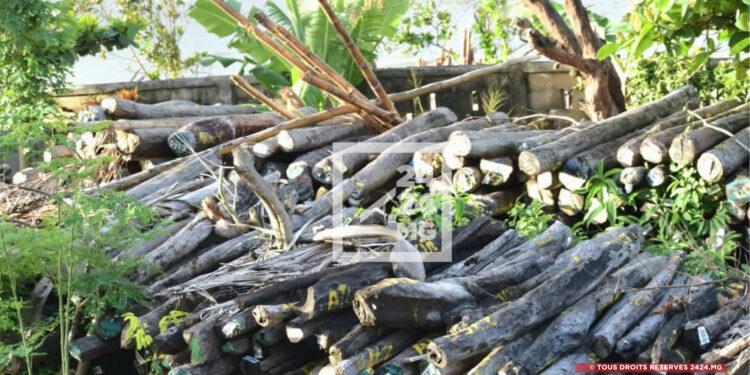 ENVIRONNEMENT – Le stock de bois de rose estimé entre 5 et 7 milliards de dollars, selon le colonel Michaël Randrianirina