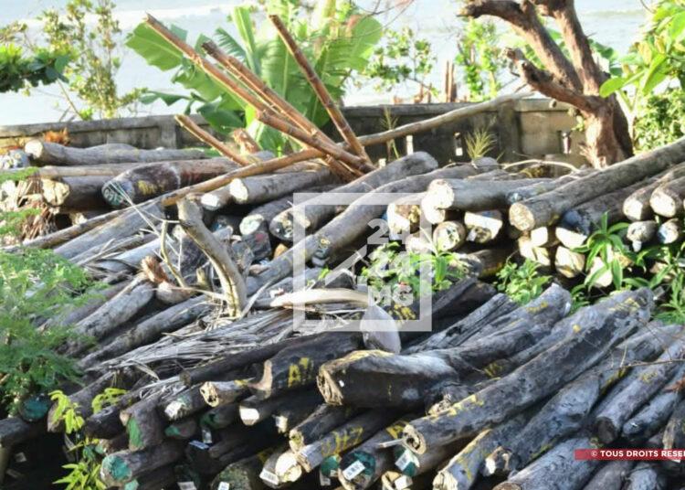 ENVIRONNEMENT – Le stock de bois de rose estimé entre 5 et 7 milliards de dollars, selon le colonel Michaël Randrianirina