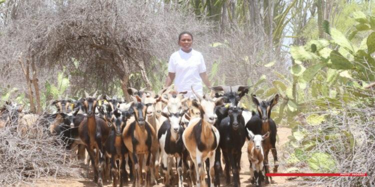 DÉVELOPPEMENT RURAL – Le programme “Progres” valide sa phase de décollage avec 1 335 porteurs de projets et 59 financements actés