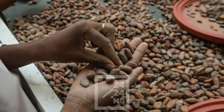 COMMERCE – La chute des cours mondiaux fragilise la filière cacao malgache