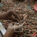 COMMERCE – La chute des cours mondiaux fragilise la filière cacao malgache