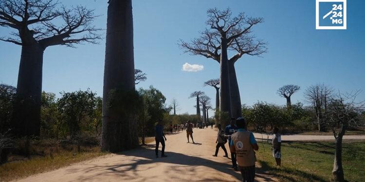 TOURISME – Du coucher au lever du soleil, l’expérience Allée des baobabs se diversifie